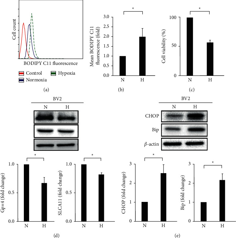 Wild Bitter Melon Extract Abrogates Hypoxia-Induced Cell Death via the Regulation of Ferroptosis, ER Stress, and Apoptosis in Microglial BV2 Cells.