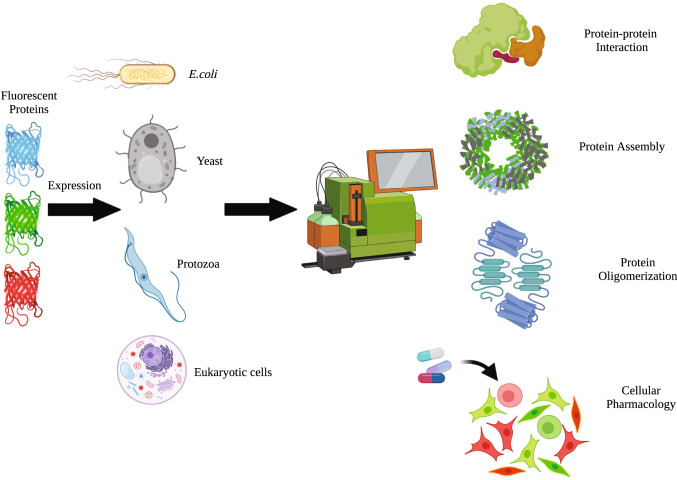 Flow cytometry based-FRET: basics, novel developments and future perspectives.