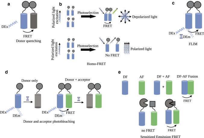Flow cytometry based-FRET: basics, novel developments and future perspectives.