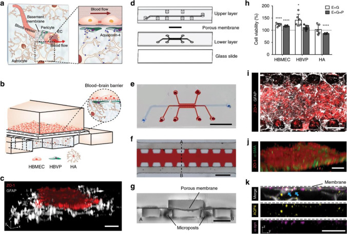 Emerging scaffold- and cellular-based strategies for brain tissue regeneration and imaging.