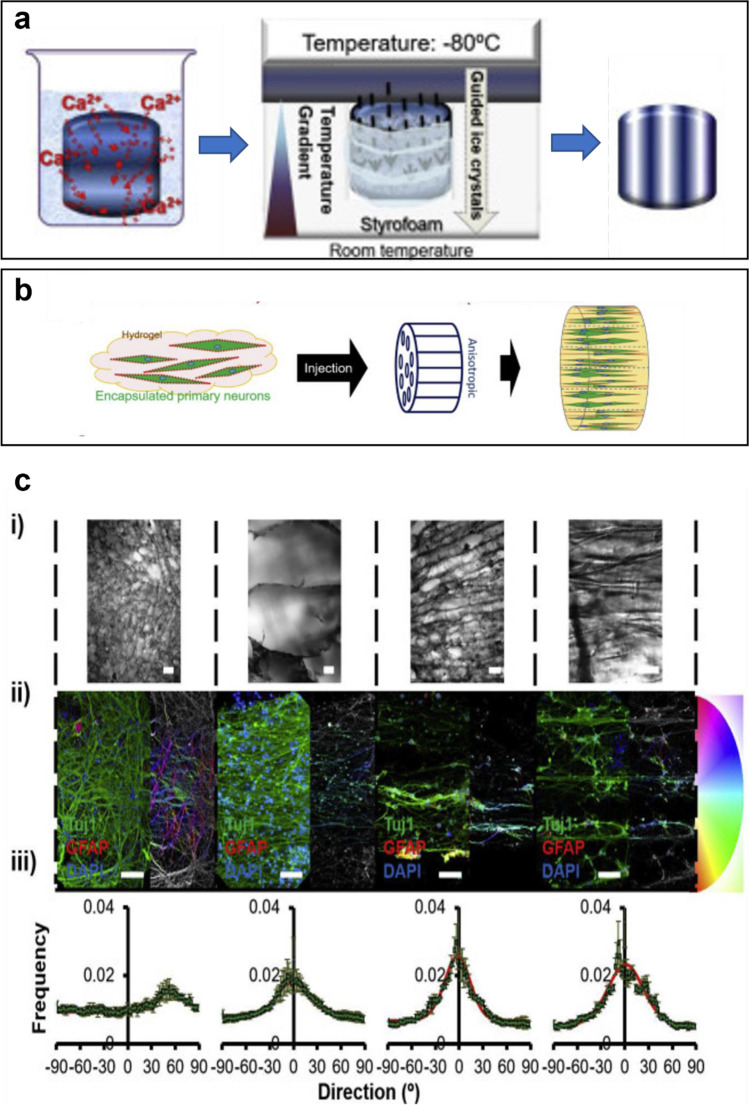 Emerging scaffold- and cellular-based strategies for brain tissue regeneration and imaging.