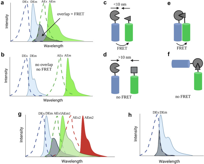 Flow cytometry based-FRET: basics, novel developments and future perspectives.