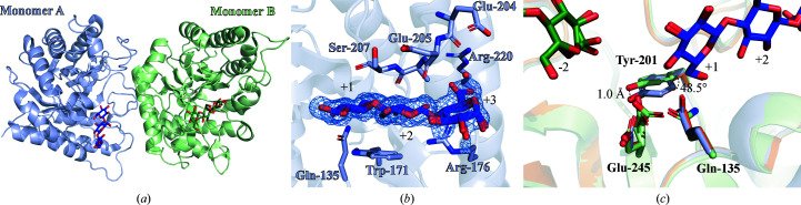 Highlighting the factors governing transglycosylation in the GH5_5 endo-1,4-β-glucanase RBcel1.