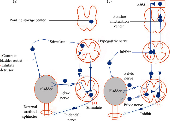 Posterior Tibial Nerve Stimulation for Overactive Bladder: Mechanism, Classification, and Management Outlines.