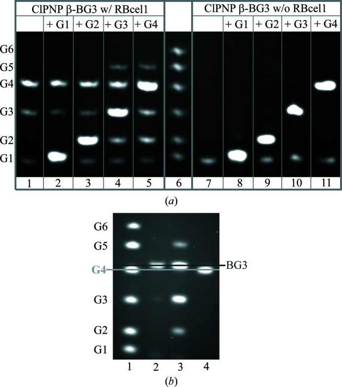 Highlighting the factors governing transglycosylation in the GH5_5 endo-1,4-β-glucanase RBcel1.