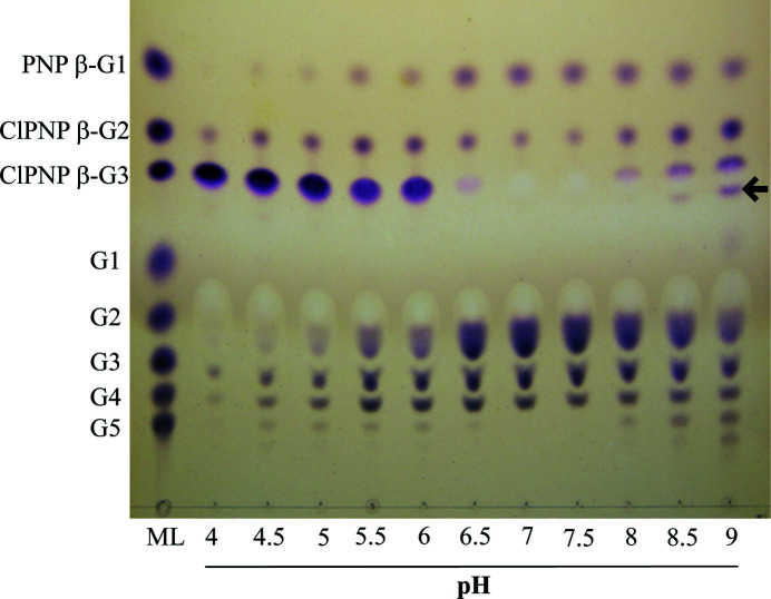 Highlighting the factors governing transglycosylation in the GH5_5 endo-1,4-β-glucanase RBcel1.