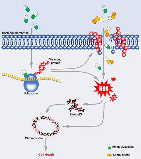 Sanguinarine synergistically potentiates aminoglycoside-mediated bacterial killing