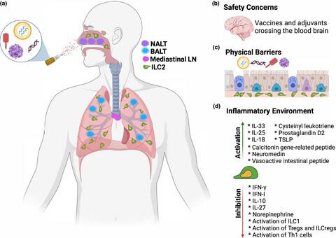 LUNG group 2 innate lymphoid cells as a new adjuvant target to enhance intranasal vaccine efficacy against influenza