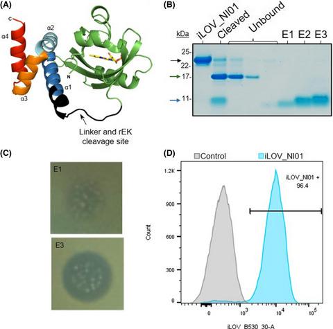 The fluorescent protein iLOV as a reporter for screening of high-yield production of antimicrobial peptides in Pichia pastoris