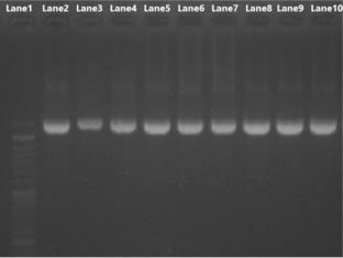 Airborne bacteria and fungi in a wastewater treatment plant: type and characterization of bio-aerosols, emission characterization and mapping