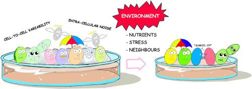 Cellular heterogeneity: yeast-side story