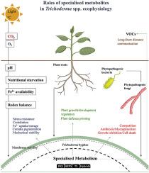 Role and genetic basis of specialised secondary metabolites in Trichoderma ecophysiology