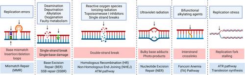 DNA damage response inhibition-based combination therapies in cancer treatment: Recent advances and future directions