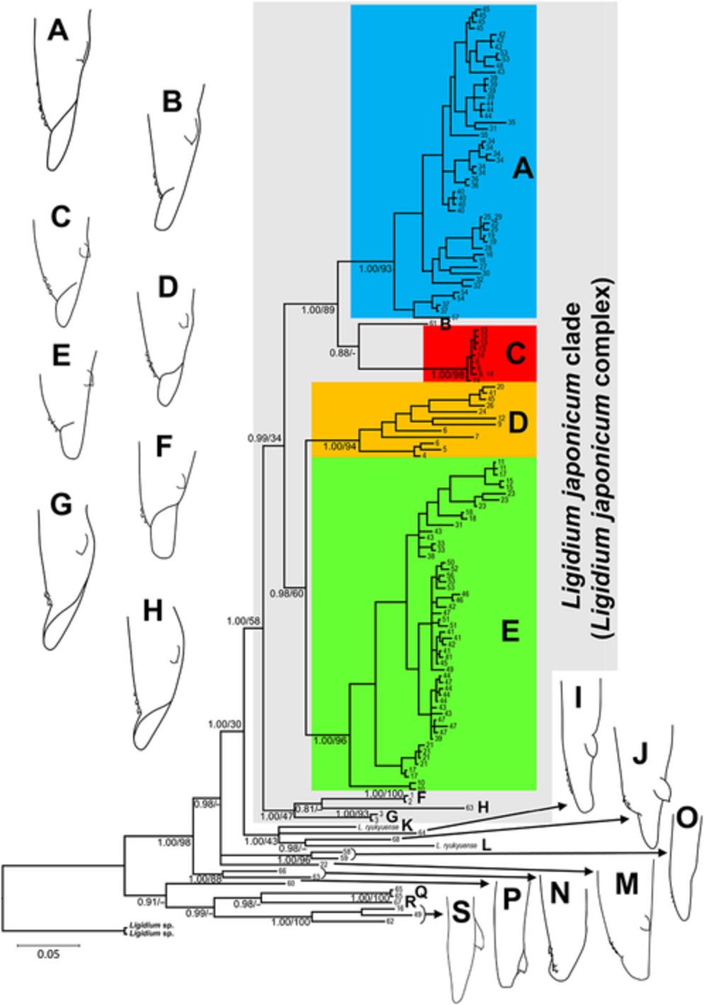 Phylogeographic analysis of Ligidium japonicum (Isopoda: Ligiidae) and its allied species reveals high biodiversity and genetic differentiation in the Kanto region, Japan