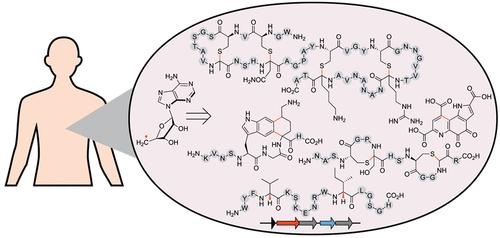 RaS-RiPPs in Streptococci and the Human Microbiome