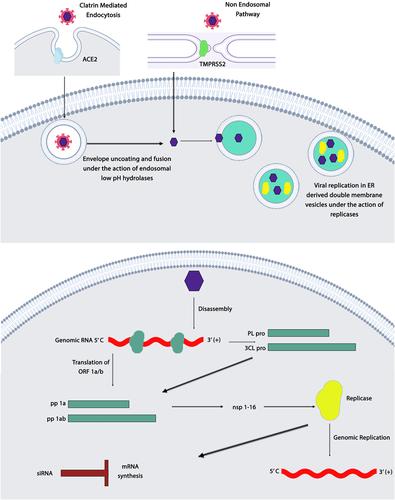 Antisense technology as a potential strategy for the treatment of coronaviruses infection: With focus on COVID-19