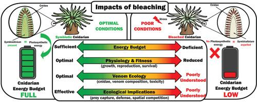 Implications of bleaching on cnidarian venom ecology