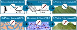 Towards long-term sustainability of stomatal ozone flux monitoring at forest sites