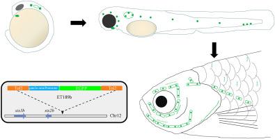 An enhancer trap zebrafish line for lateral line development and regulation of six2b expression