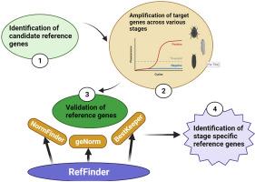 Identification and validation of stage-specific reference genes for gene expression analysis in Callosobruchus maculatus (Coleoptera: Bruchidae)