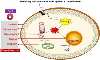 Insights into the mechanism of Sub3 inhibiting Fusarium moniliforme infection in maize