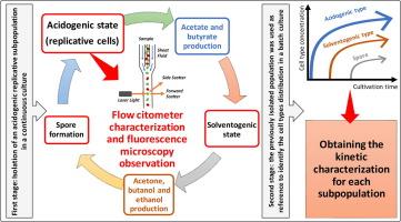 Kinetics of ABE fermentation considering the different phenotypes present in a batch culture of Clostridium beijerinckii NCIMB-8052