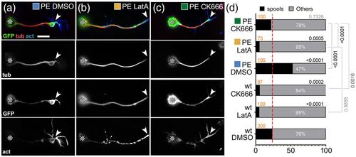 Re-evaluating the actin-dependence of spectraplakin functions during axon growth and maintenance