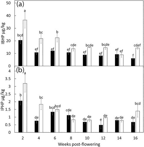 Evidence that methoxypyrazine accumulation is elevated in Shiraz rachis grown on Ramsey rootstock, increasing ‘green’ flavour in wine