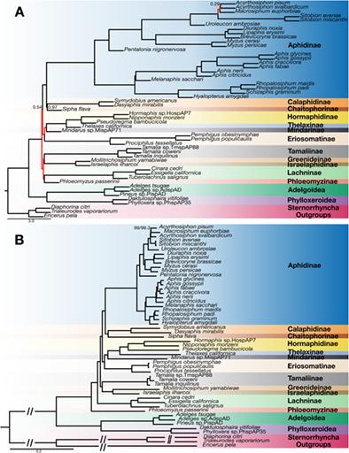 Phylogenomics of the Aphididae: Deep relationships between subfamilies clouded by gene tree discordance, introgression and the gene tree anomaly zone