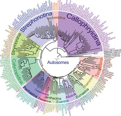 Genomics-based higher classification of the species-rich hairstreaks (Lepidoptera: Lycaenidae: Eumaeini)