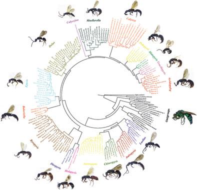 Integrative taxonomy solves taxonomic impasses: a case study from Epyrinae (Hymenoptera, Bethylidae)