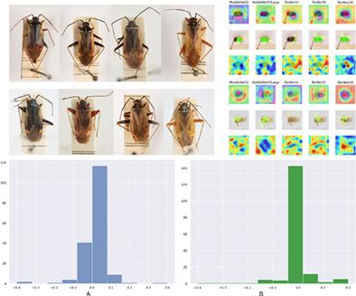 Machine learning for expert-level image-based identification of very similar species in the hyperdiverse plant bug family Miridae (Hemiptera: Heteroptera)