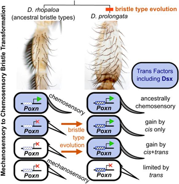 Sex-specific evolution of a Drosophila sensory system via interacting cis- and trans-regulatory changes