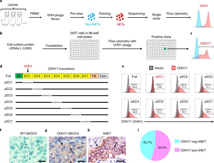 Potent suppression of neuroendocrine tumors and gastrointestinal cancers by CDH17CAR T cells without toxicity to normal tissues