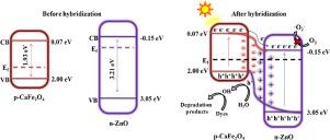 High performing p-n system of CaFe2O4 coupled ZnO for synergetic degradation of Rhodamine B with white-light photocatalysis and bactericidal action