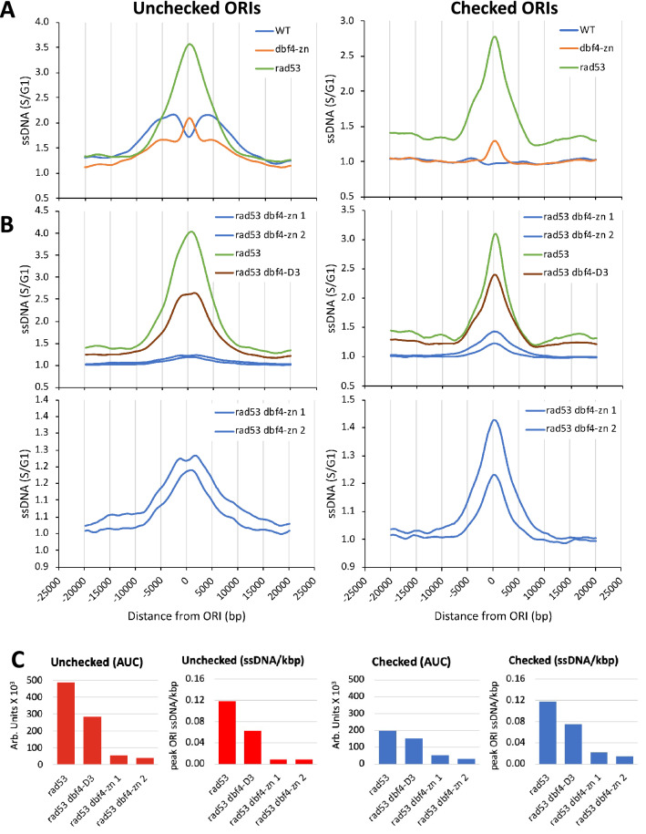 The yeast Dbf4 Zn<sup>2+</sup> finger domain suppresses single-stranded DNA at replication forks initiated from a subset of origins.