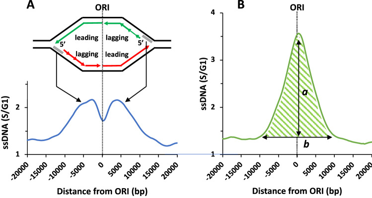 The yeast Dbf4 Zn<sup>2+</sup> finger domain suppresses single-stranded DNA at replication forks initiated from a subset of origins.