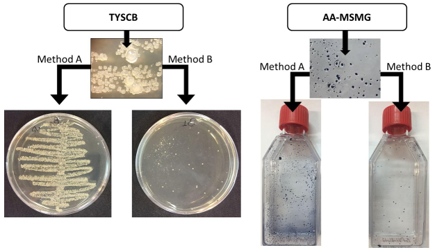 Saliva sampling methods. Cariogenic streptococci count using two different methods of saliva collection in children.