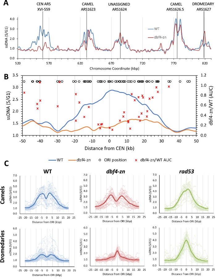 The yeast Dbf4 Zn<sup>2+</sup> finger domain suppresses single-stranded DNA at replication forks initiated from a subset of origins.