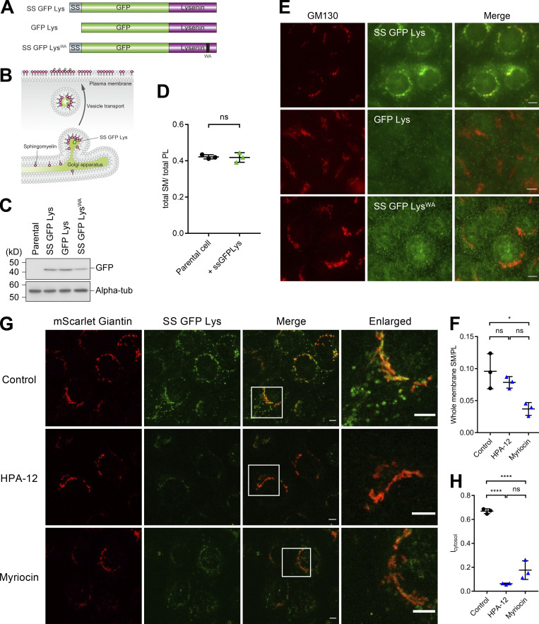 mTORC2 suppresses cell death induced by hypo-osmotic stress by promoting sphingomyelin transport.