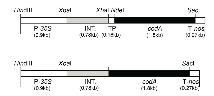 Overexpression of <i>Choline Oxidase</i> Gene in Three Filial Generations of Rice Transgenic Lines.