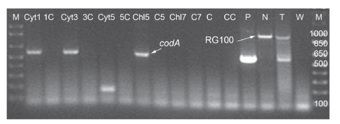 Overexpression of <i>Choline Oxidase</i> Gene in Three Filial Generations of Rice Transgenic Lines.