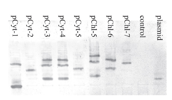 Overexpression of <i>Choline Oxidase</i> Gene in Three Filial Generations of Rice Transgenic Lines.