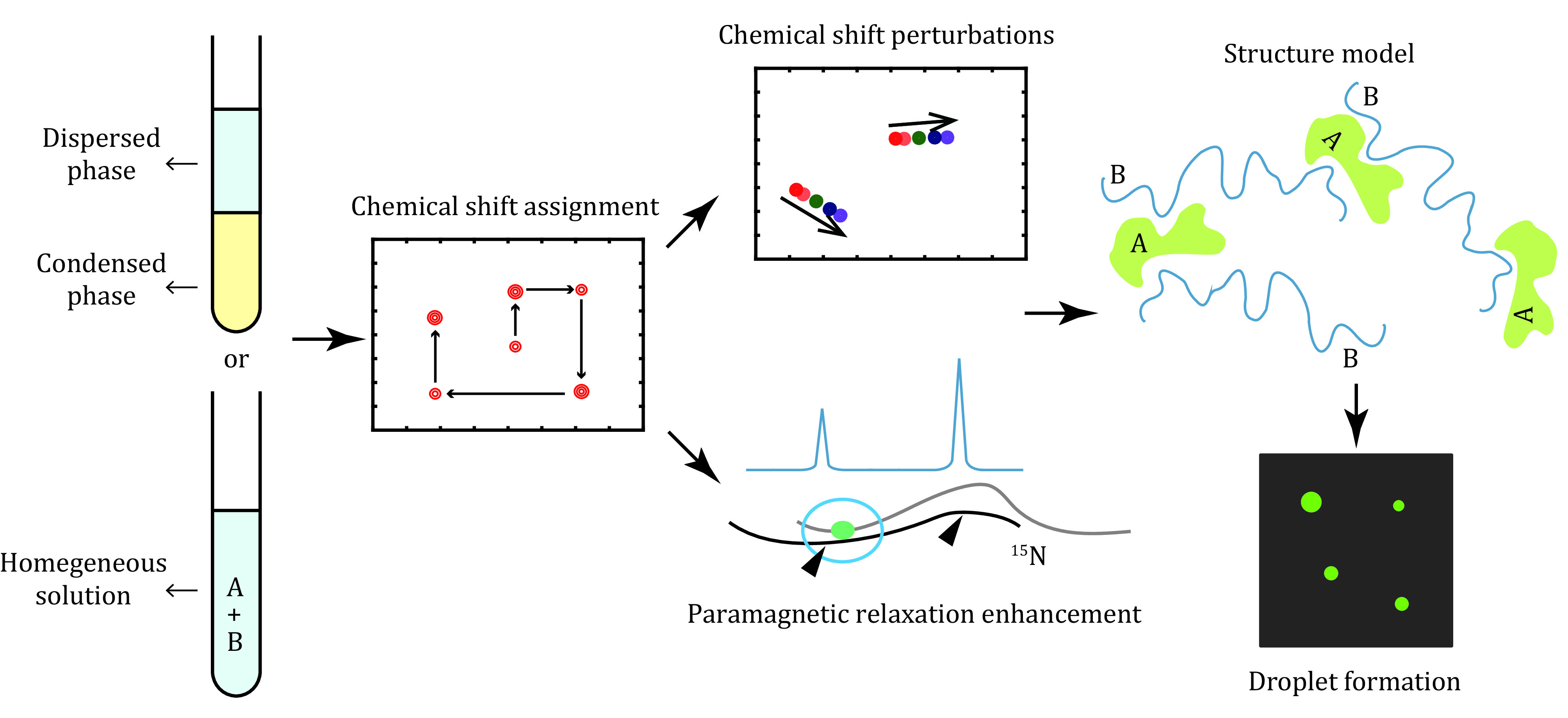 Driving force of biomolecular liquid-liquid phase separation probed by nuclear magnetic resonance spectroscopy.