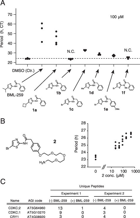 Phosphorylation of RNA Polymerase II by CDKC;2 Maintains the Arabidopsis Circadian Clock Period.