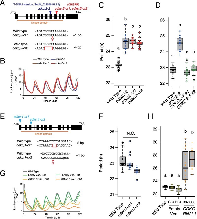 Phosphorylation of RNA Polymerase II by CDKC;2 Maintains the Arabidopsis Circadian Clock Period.