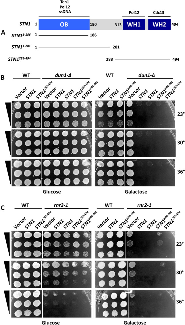 Yeast Stn1 promotes MCM to circumvent Rad53 control of the S phase checkpoint.