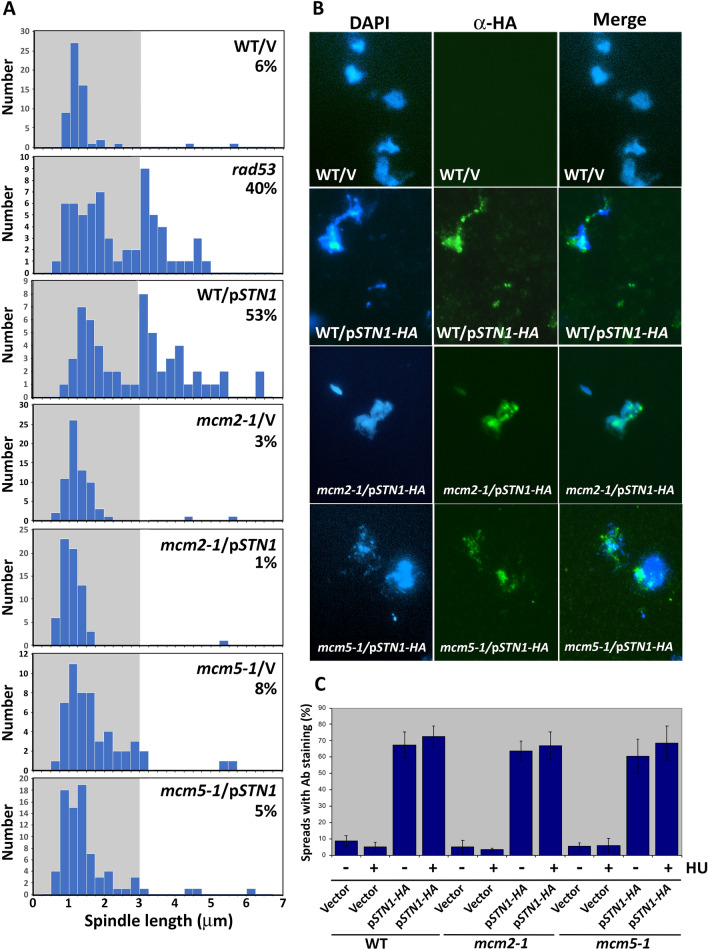 Yeast Stn1 promotes MCM to circumvent Rad53 control of the S phase checkpoint.