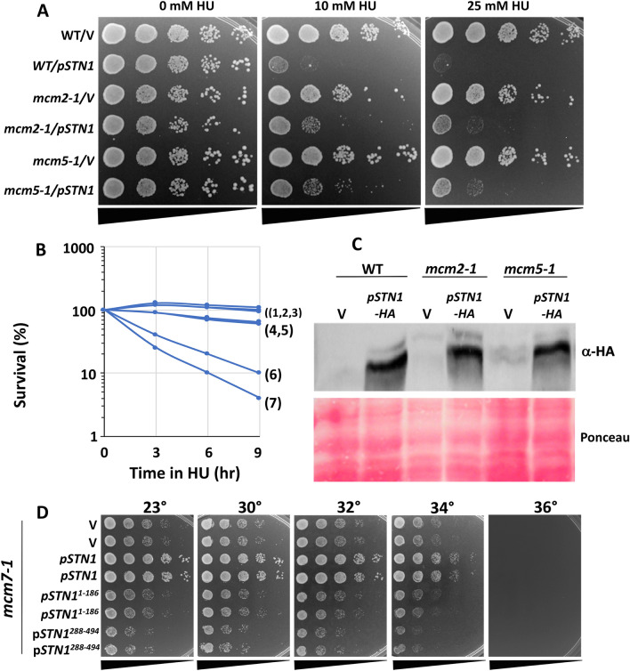 Yeast Stn1 promotes MCM to circumvent Rad53 control of the S phase checkpoint.