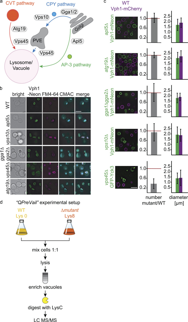 A lysosomal biogenesis map reveals the cargo spectrum of yeast vacuolar protein targeting pathways.